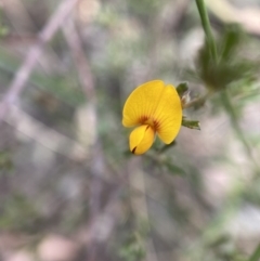 Pultenaea microphylla at Googong, NSW - 4 Feb 2022