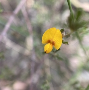 Pultenaea microphylla at Googong, NSW - 4 Feb 2022 04:01 PM