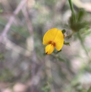 Pultenaea microphylla at Googong, NSW - 4 Feb 2022