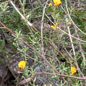 Pultenaea microphylla at Googong, NSW - 4 Feb 2022 04:01 PM