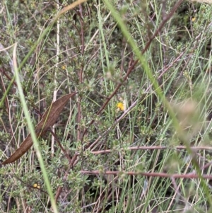 Pultenaea microphylla at Googong, NSW - 4 Feb 2022 04:01 PM