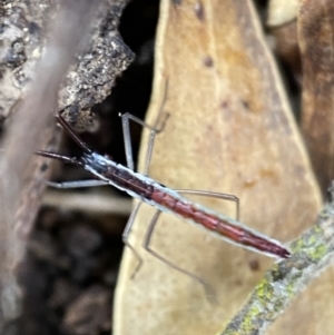 Alydidae (family) at Googong, NSW - 4 Feb 2022 03:49 PM