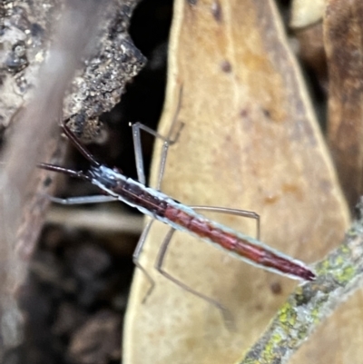 Alydidae (family) (A broad-headed bug) at Googong, NSW - 4 Feb 2022 by SteveBorkowskis