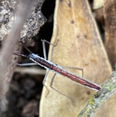 Alydidae (family) (A broad-headed bug) at QPRC LGA - 4 Feb 2022 by Steve_Bok