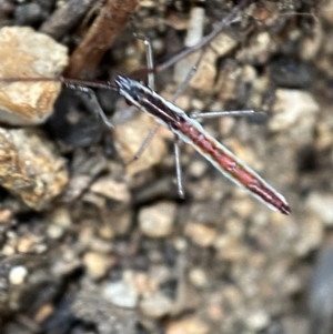 Alydidae (family) at Googong, NSW - 4 Feb 2022 03:49 PM