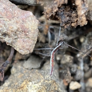 Alydidae (family) at Googong, NSW - 4 Feb 2022 03:49 PM