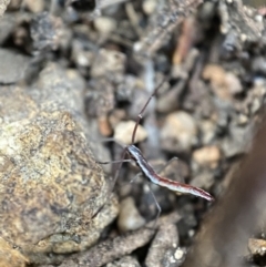 Alydidae (family) at Googong, NSW - 4 Feb 2022