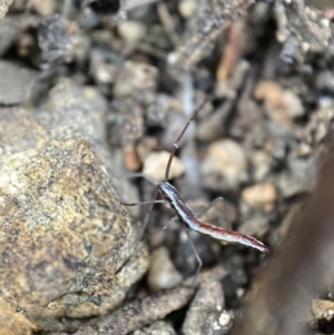 Alydidae (family) at Googong, NSW - 4 Feb 2022 03:49 PM