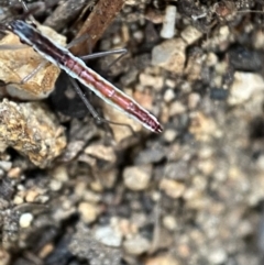 Alydidae (family) at Googong, NSW - 4 Feb 2022 03:49 PM