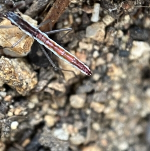 Alydidae (family) at Googong, NSW - 4 Feb 2022