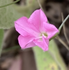 Convolvulus angustissimus subsp. angustissimus (Australian Bindweed) at Jerrabomberra, NSW - 4 Feb 2022 by SteveBorkowskis