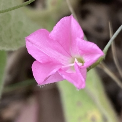 Convolvulus angustissimus subsp. angustissimus (Australian Bindweed) at Jerrabomberra, NSW - 4 Feb 2022 by SteveBorkowskis