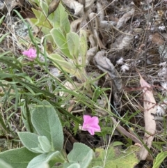 Convolvulus angustissimus subsp. angustissimus at Jerrabomberra, NSW - 4 Feb 2022 02:57 PM