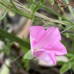 Convolvulus angustissimus subsp. angustissimus at Jerrabomberra, NSW - 4 Feb 2022 02:57 PM