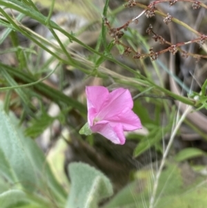 Convolvulus angustissimus subsp. angustissimus at Jerrabomberra, NSW - 4 Feb 2022 02:57 PM