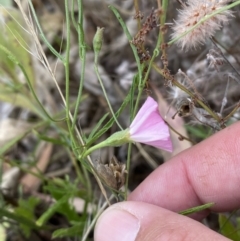 Convolvulus angustissimus subsp. angustissimus at Jerrabomberra, NSW - 4 Feb 2022 02:57 PM