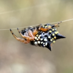 Austracantha minax (Christmas Spider, Jewel Spider) at Jerrabomberra, NSW - 4 Feb 2022 by SteveBorkowskis