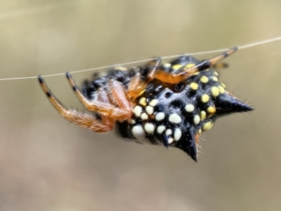 Austracantha minax (Christmas Spider, Jewel Spider) at Jerrabomberra, NSW - 4 Feb 2022 by SteveBorkowskis