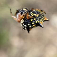 Austracantha minax at Jerrabomberra, NSW - 4 Feb 2022 02:53 PM