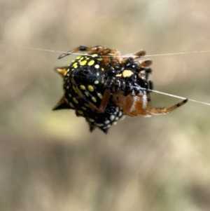 Austracantha minax at Jerrabomberra, NSW - 4 Feb 2022 02:53 PM