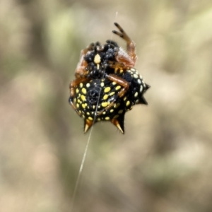 Austracantha minax at Jerrabomberra, NSW - 4 Feb 2022 02:53 PM