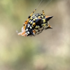 Austracantha minax at Jerrabomberra, NSW - 4 Feb 2022 02:53 PM