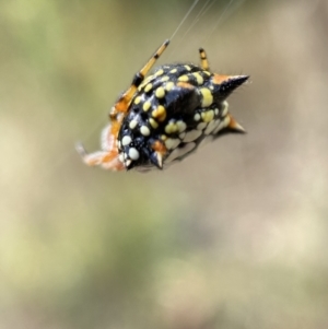 Austracantha minax at Jerrabomberra, NSW - 4 Feb 2022 02:53 PM