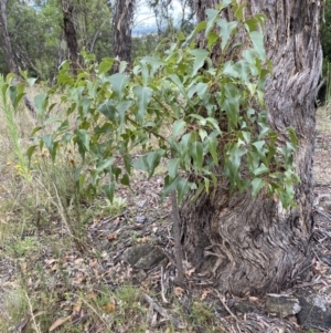 Brachychiton populneus subsp. populneus at Jerrabomberra, NSW - 4 Feb 2022