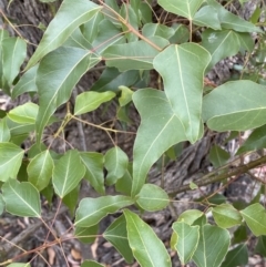 Brachychiton populneus subsp. populneus at Jerrabomberra, NSW - 4 Feb 2022