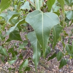 Brachychiton populneus subsp. populneus at Jerrabomberra, NSW - 4 Feb 2022