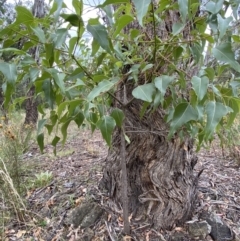Brachychiton populneus subsp. populneus at Jerrabomberra, NSW - 4 Feb 2022