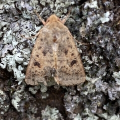 Thoracolopha (genus) (A Noctuid moth) at QPRC LGA - 4 Feb 2022 by Steve_Bok
