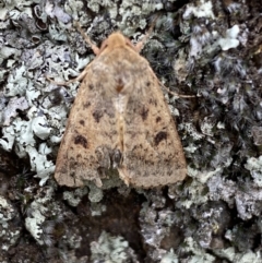 Thoracolopha (genus) (A Noctuid moth) at Jerrabomberra, NSW - 4 Feb 2022 by Steve_Bok