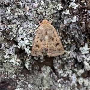 Thoracolopha (genus) at Jerrabomberra, NSW - 4 Feb 2022 02:39 PM