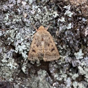 Thoracolopha (genus) at Jerrabomberra, NSW - 4 Feb 2022 02:39 PM