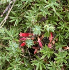 Styphelia humifusum (Cranberry Heath) at Jerrabomberra, NSW - 4 Feb 2022 by SteveBorkowskis