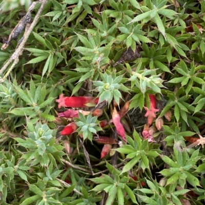 Styphelia humifusum (Cranberry Heath) at Jerrabomberra, NSW - 4 Feb 2022 by SteveBorkowskis