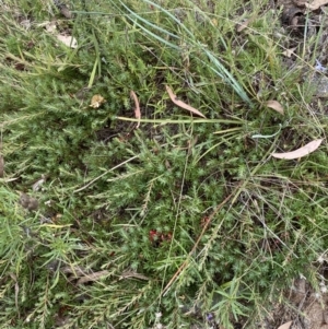 Styphelia humifusum at Jerrabomberra, NSW - 4 Feb 2022