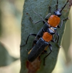 Chauliognathus tricolor (Tricolor soldier beetle) at Jerrabomberra, NSW - 4 Feb 2022 by Steve_Bok