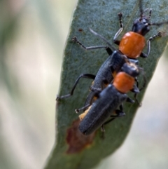 Chauliognathus tricolor at Jerrabomberra, NSW - 4 Feb 2022