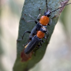 Chauliognathus tricolor at Jerrabomberra, NSW - 4 Feb 2022 02:17 PM