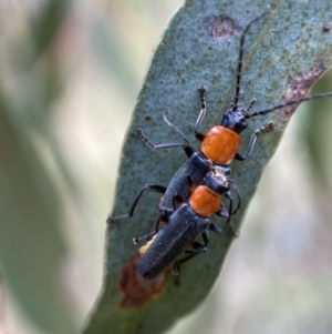 Chauliognathus tricolor at Jerrabomberra, NSW - 4 Feb 2022 02:17 PM