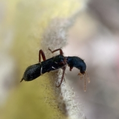 Tarsostenodes sp. (Checkered beetle) at QPRC LGA - 4 Feb 2022 by SteveBorkowskis