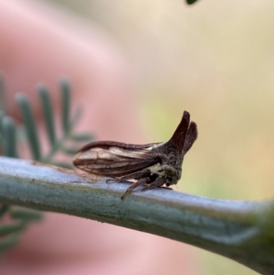 Ceraon sp. (genus) (2-horned tree hopper) at QPRC LGA - 4 Feb 2022 by Steve_Bok