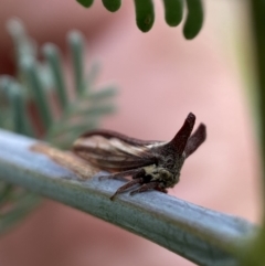 Ceraon sp. (genus) at Jerrabomberra, NSW - 4 Feb 2022