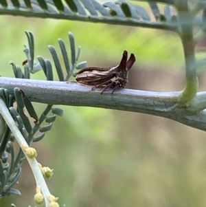 Ceraon sp. (genus) at Jerrabomberra, NSW - 4 Feb 2022