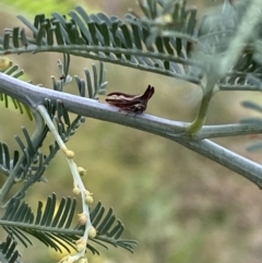 Ceraon sp. (genus) at Jerrabomberra, NSW - 4 Feb 2022
