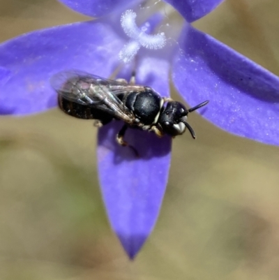 Hylaeus (Pseudhylaeus) albocuneatus (Hylaeine colletid bee) at Jerrabomberra, NSW - 4 Feb 2022 by Steve_Bok