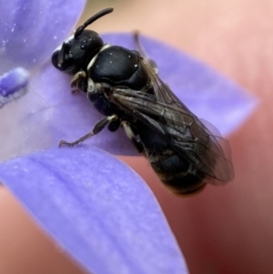 Hylaeus (Pseudhylaeus) albocuneatus at Jerrabomberra, NSW - 4 Feb 2022 02:23 PM