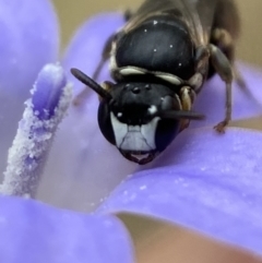 Hylaeus (Pseudhylaeus) albocuneatus at Jerrabomberra, NSW - 4 Feb 2022 02:23 PM